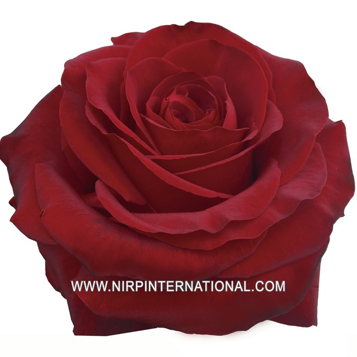 NIRP - assortment of our cut rose varieties