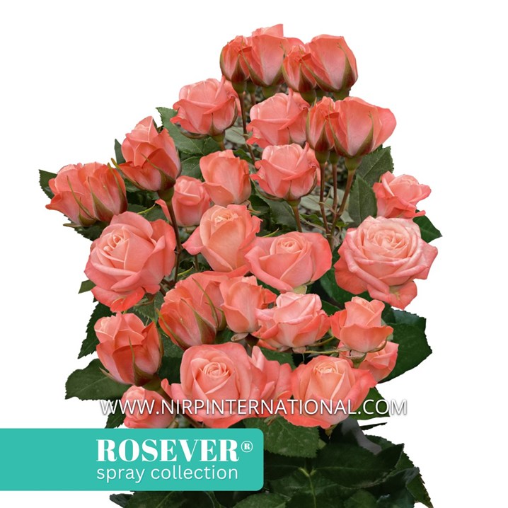 CHARMING ROSEVER®