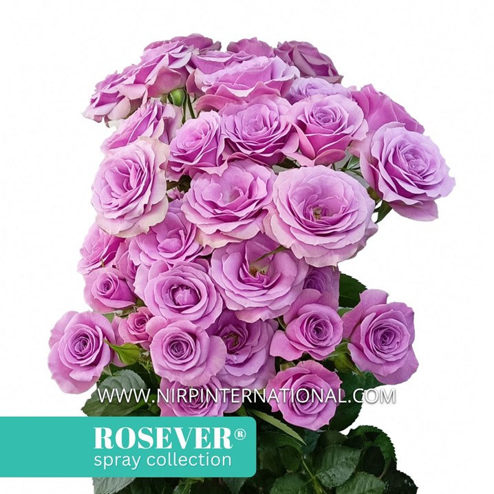 NOVA ROSEVER®