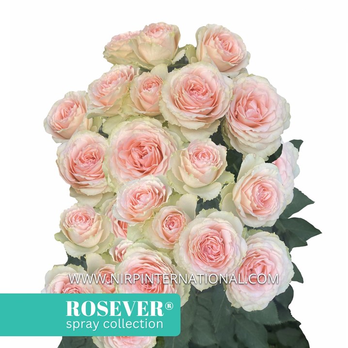 QUEEN ROSEVER®