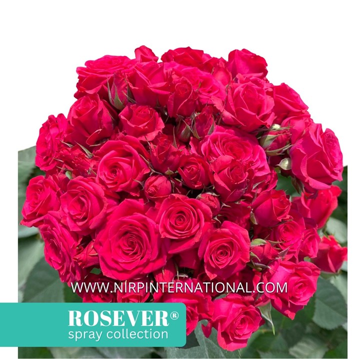 CHERRY ROSEVER®