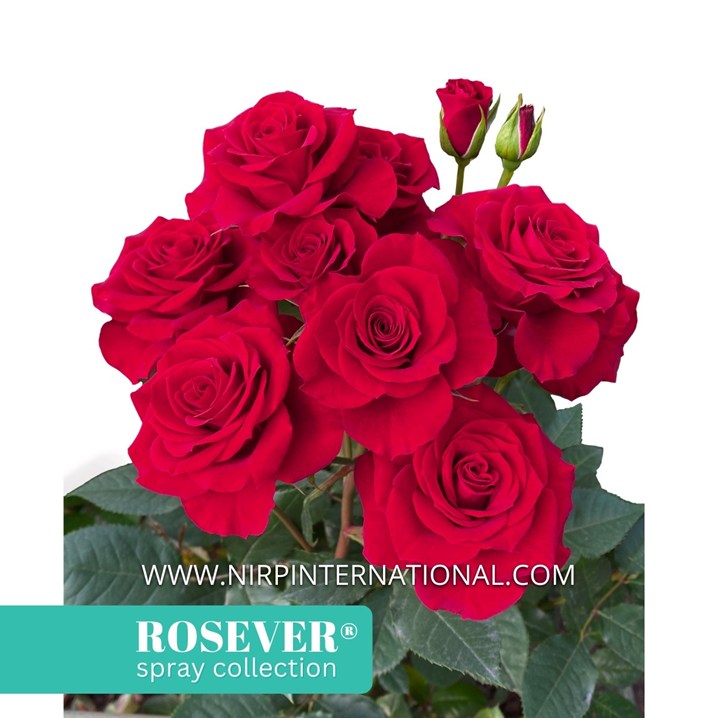 RED POP ROSEVER®