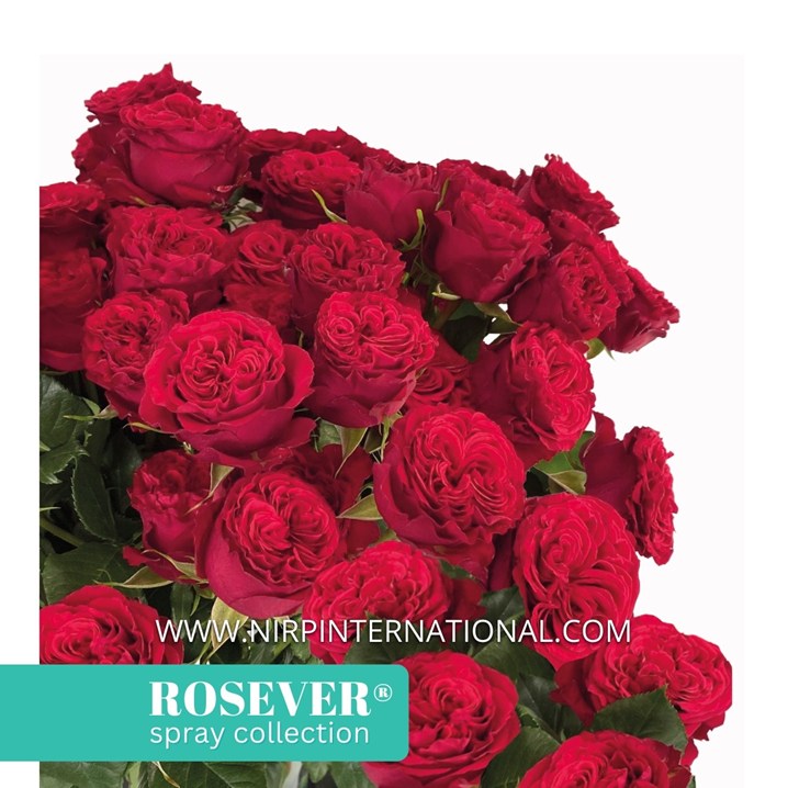 SEXY ROSEVER®