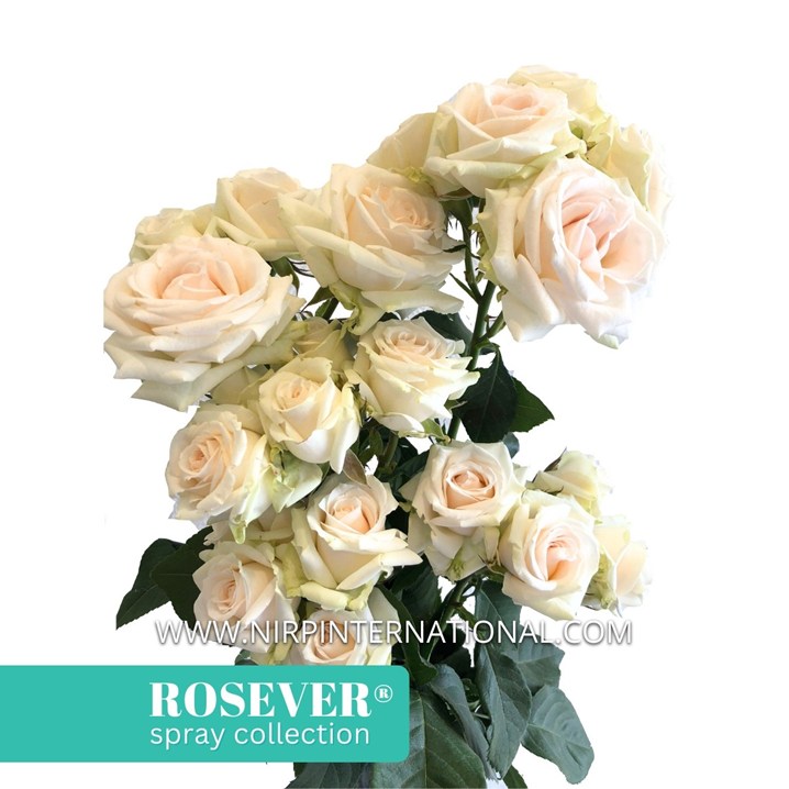 WHITE ROSEVER®
